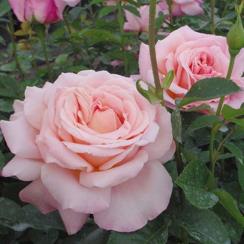 Světle růžová - Stromkové růže s květmi čajohybridů - stromková růže s rovnými stonky v koruně